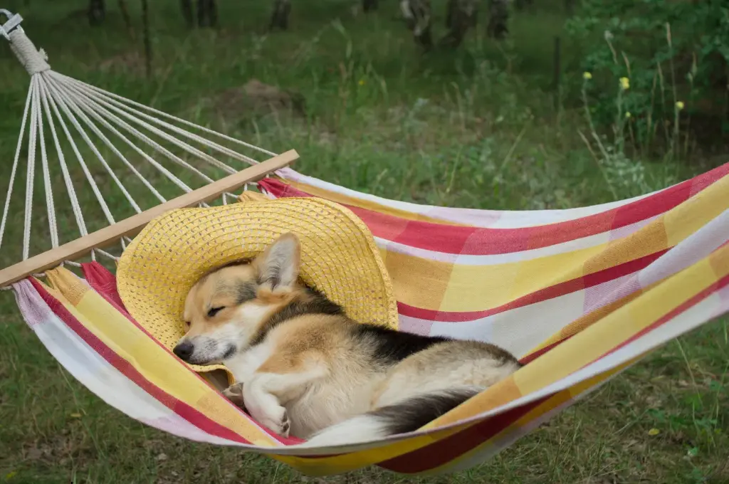 a small brown and black dog napping on a hammock--nonprofit humour