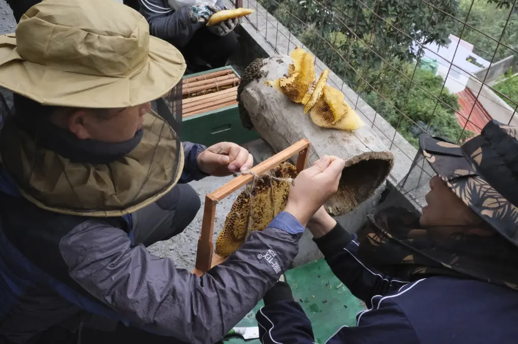 Two men with their faces covered in nets and placing a bee hive on a small wooden squared frame- beekeeping